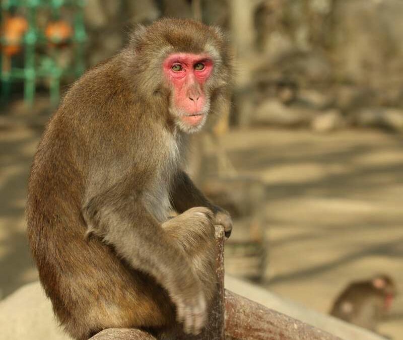 Japan: Monkey Terrorizing Locals Caught and Killed