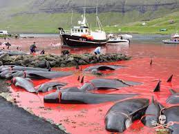 Brutal slaughter of whales by Faroe Islanders witnessed by conservationists and cruise ship passengers