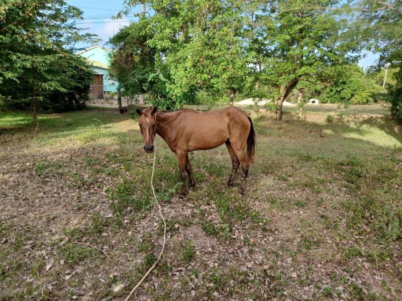 Horse Owner Appeals For Return Of Stolen Animal