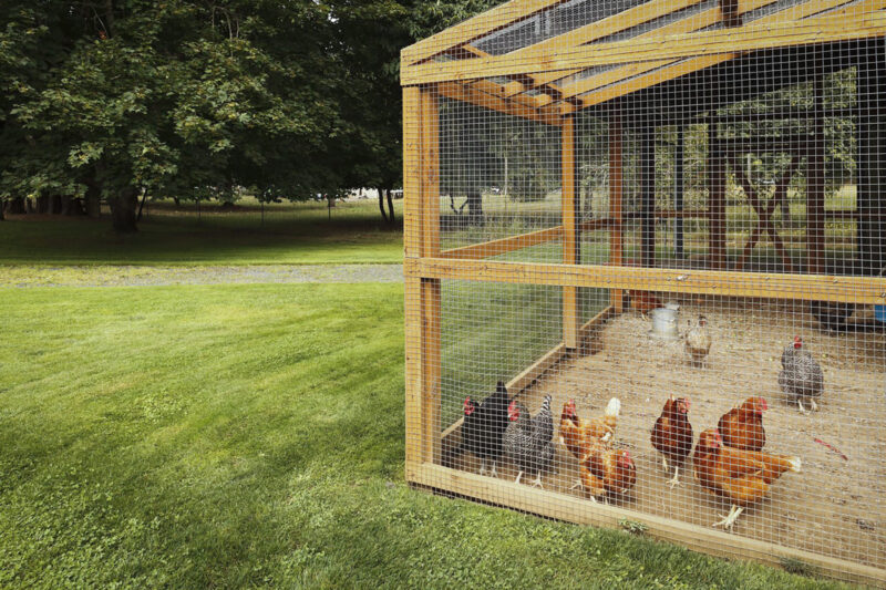 Thieves reportedly steal chickens from a school
