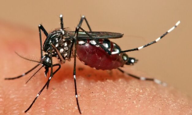 CARPHA warns of increase in dengue cases in the region