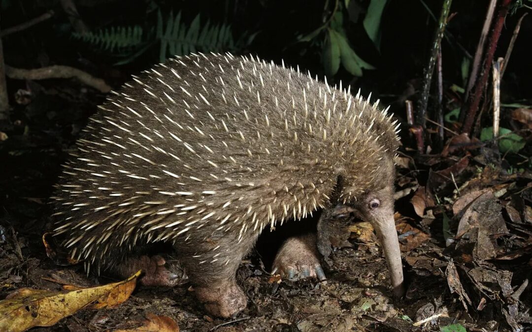Ancient egg-laying mammals thought to be extinct filmed living in remote mountains