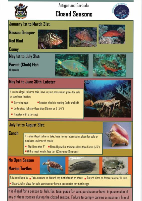 Lobster season reopens as conch season closes