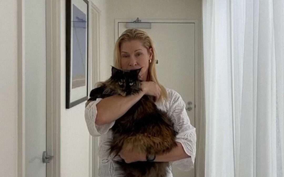 Cat takes three flights in 24 hours after being left on plane