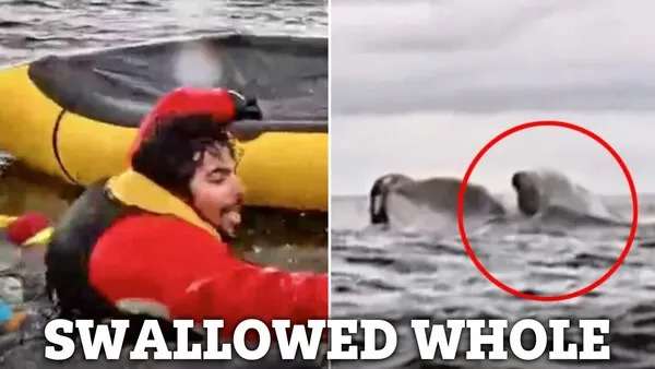 Kayaker swallowed whole by humpback whale