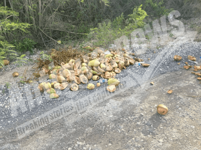 Farmers’ Coconut Waste Sparks Concerns in Frairs Hill