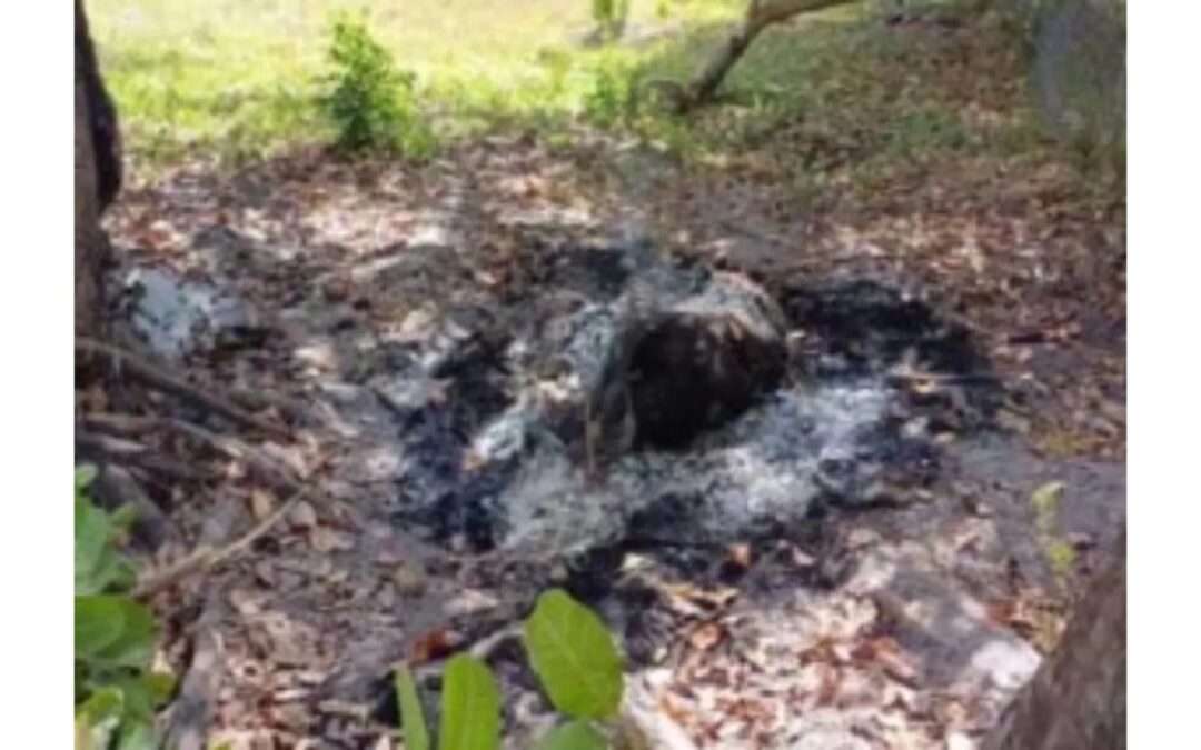 BELIZE: Man Dies After Pig Attack