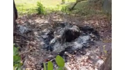 BELIZE: Man Dies After Pig Attack
