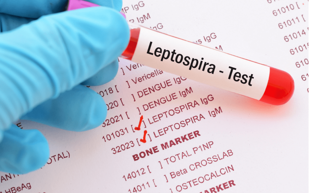 DOMINICA | Man Dies from Leptospirosis; 10 Suspected Cases in March
