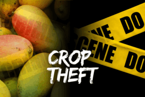 Farmer confronts suspects after produce stolen near Potworks Dam