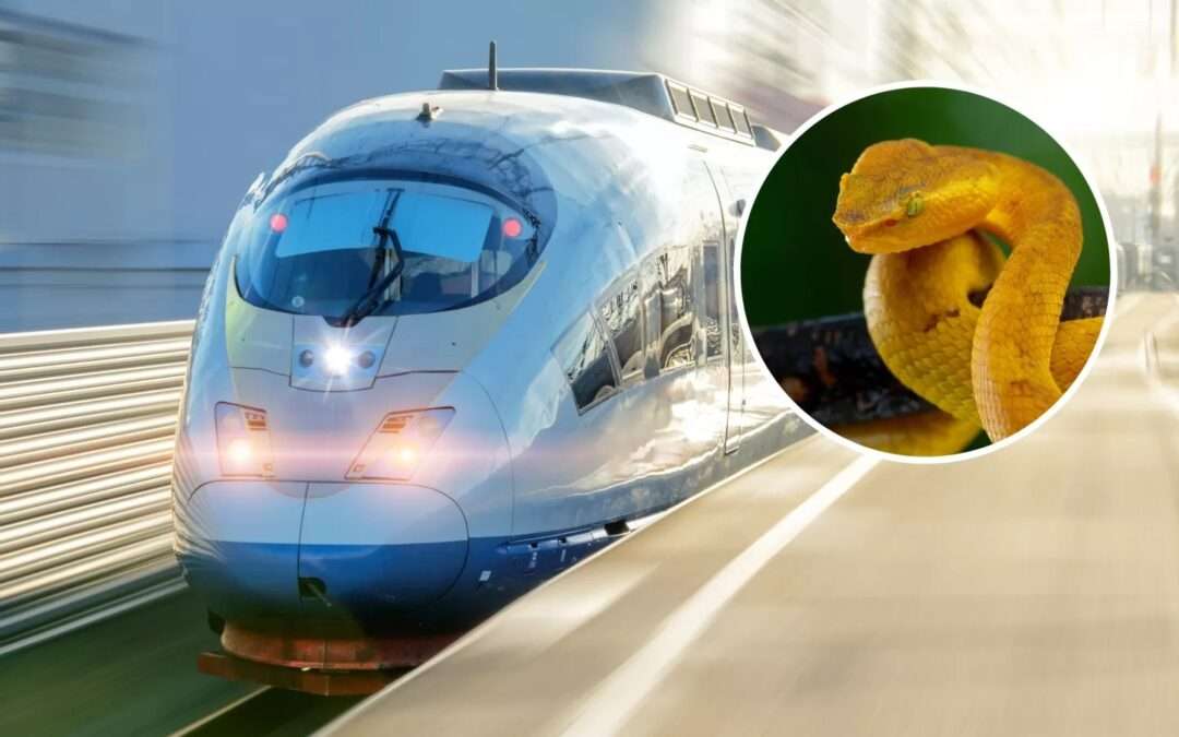 Japan’s busiest bullet train service brought to standstill… by a snake