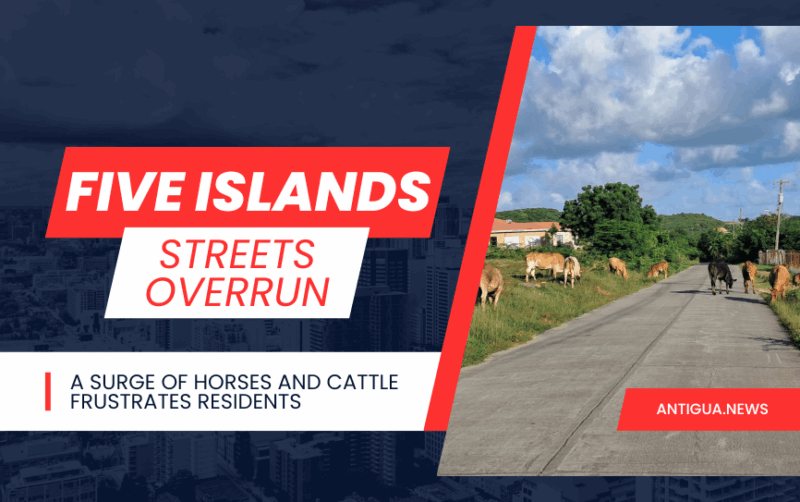 VIDEO STORY: Five Island Streets Overrun | A Surge of Horses and Cattle Frustrates Residents