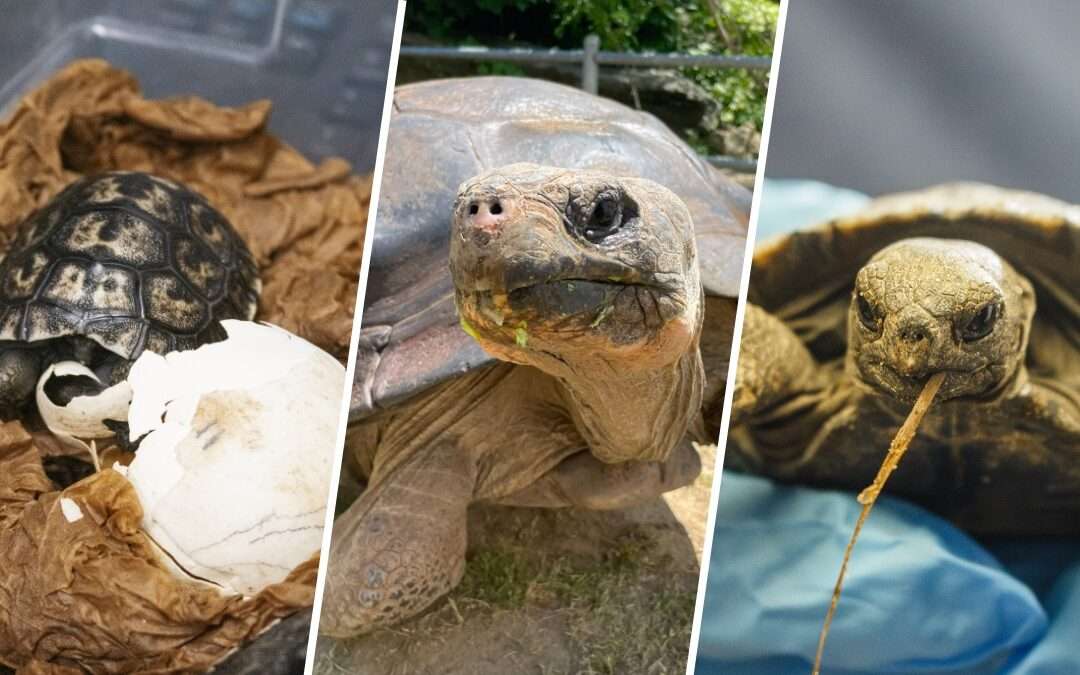 Giant Galápagos tortoise nearly 100 years old hatches first babies