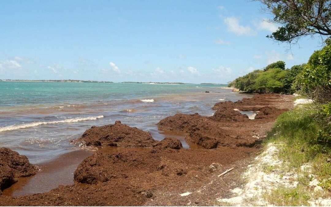 Sargassum Levels Show Decline Across Antigua and Barbuda