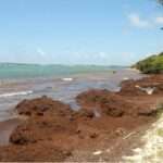 Freeland Highlights Push for Sargassum Solutions as Seaweed Crisis Threatens Tourism