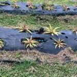 Agriculture Minister Anthony Smith is satisfied with the ongoing efforts to restore and enhance the production of Antigua's Black Pineapple.