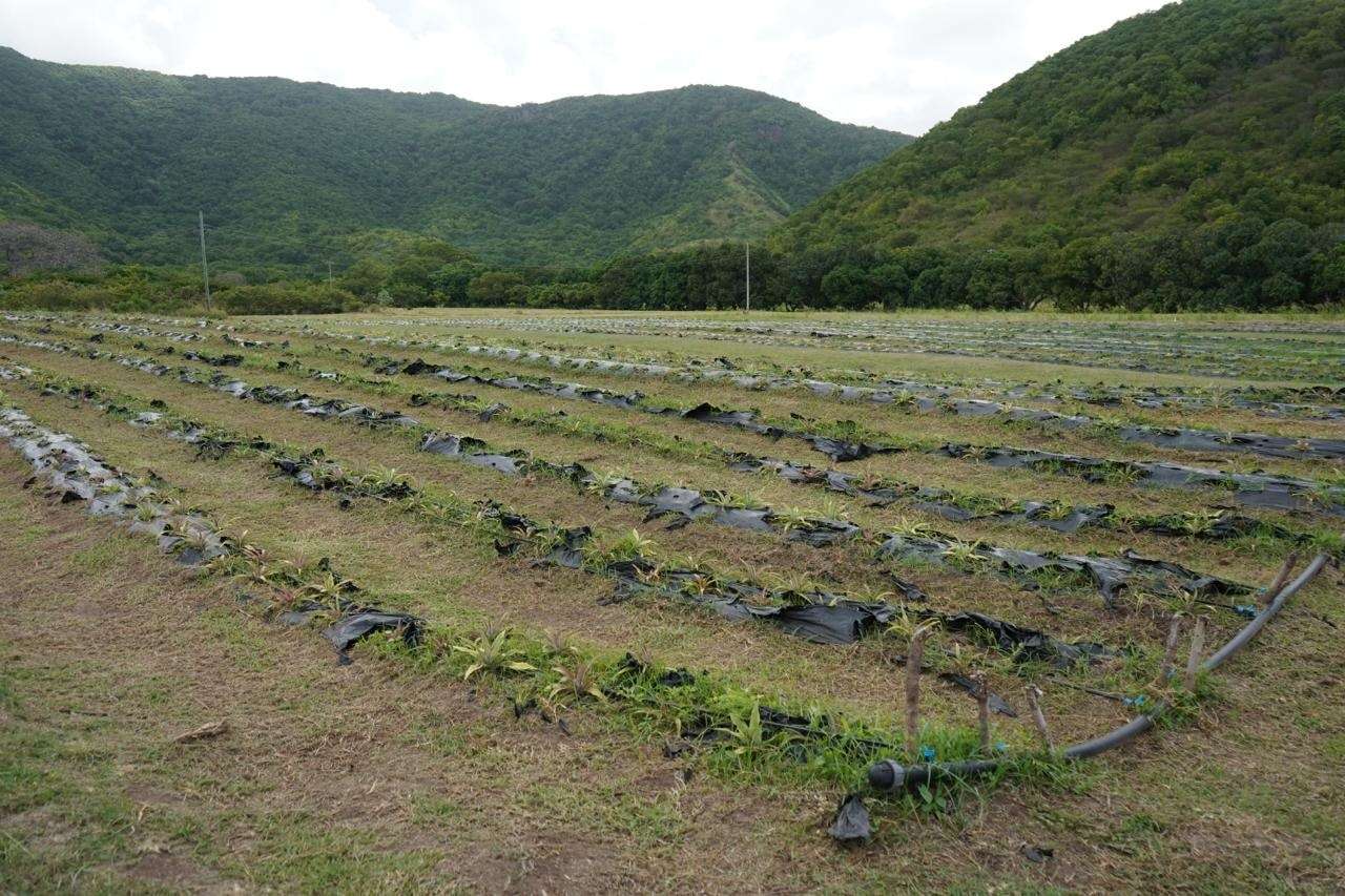 Agriculture Sector on the Rise as Government Boosts Support for Farmers
