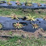 Agriculture Sector on the Rise as Government Boosts Support for Farmers