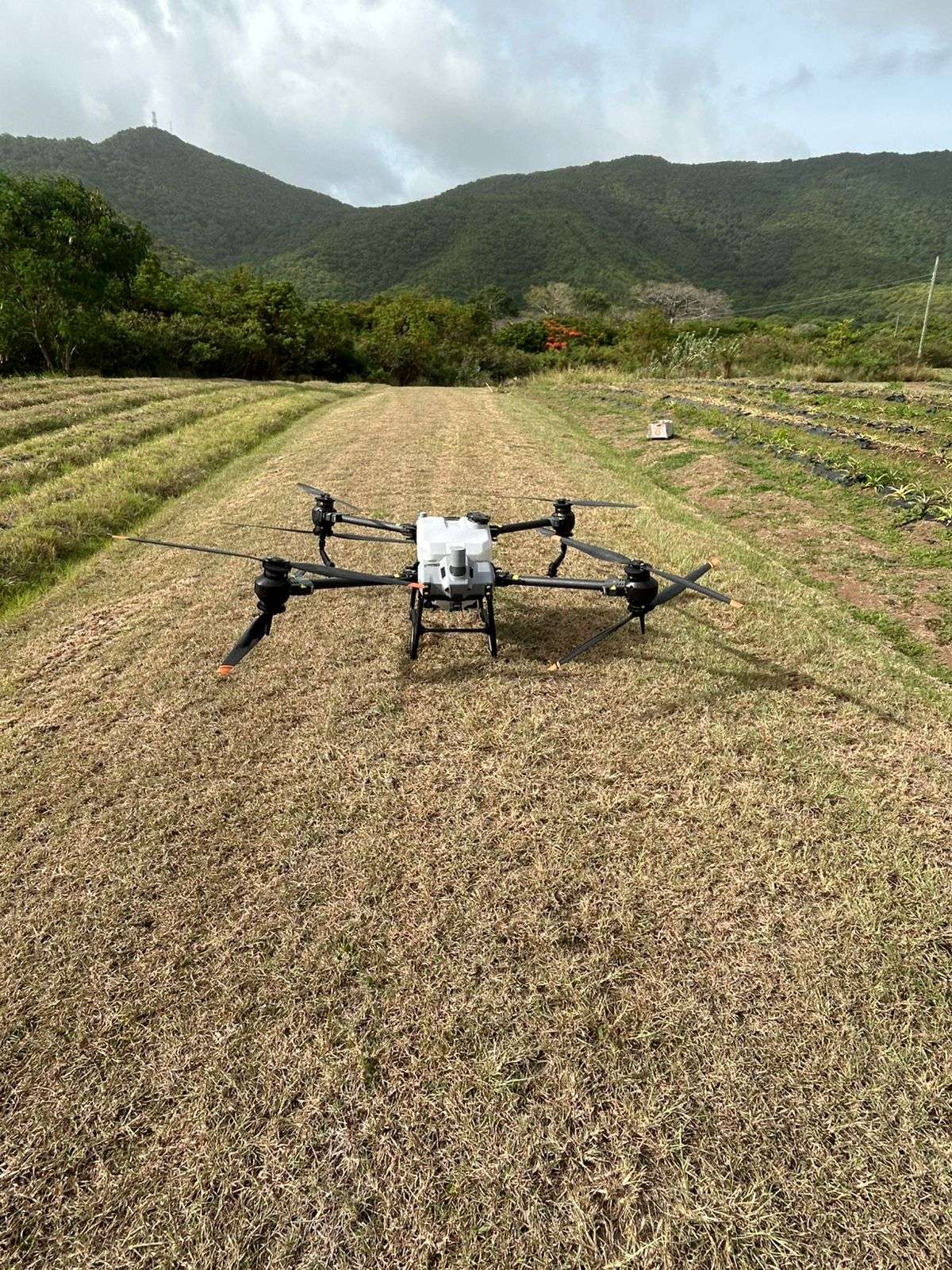 Piango Festival 2025 Draws Thousands, Marks Vibrant Return