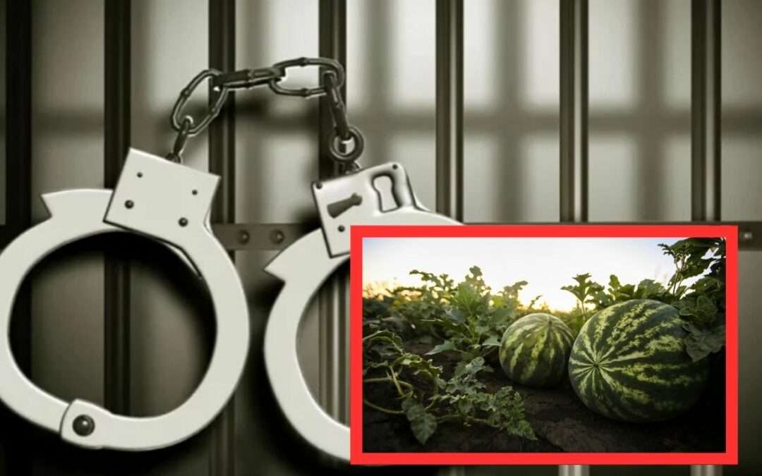 Four Arrested for Stealing Watermelons from Parham Primary School Farm