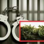 Four Arrested for Stealing Watermelons from Parham Primary School Farm