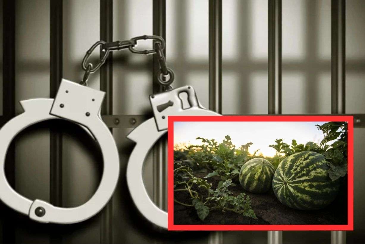 Four Arrested for Stealing Watermelons from Parham Primary School Farm