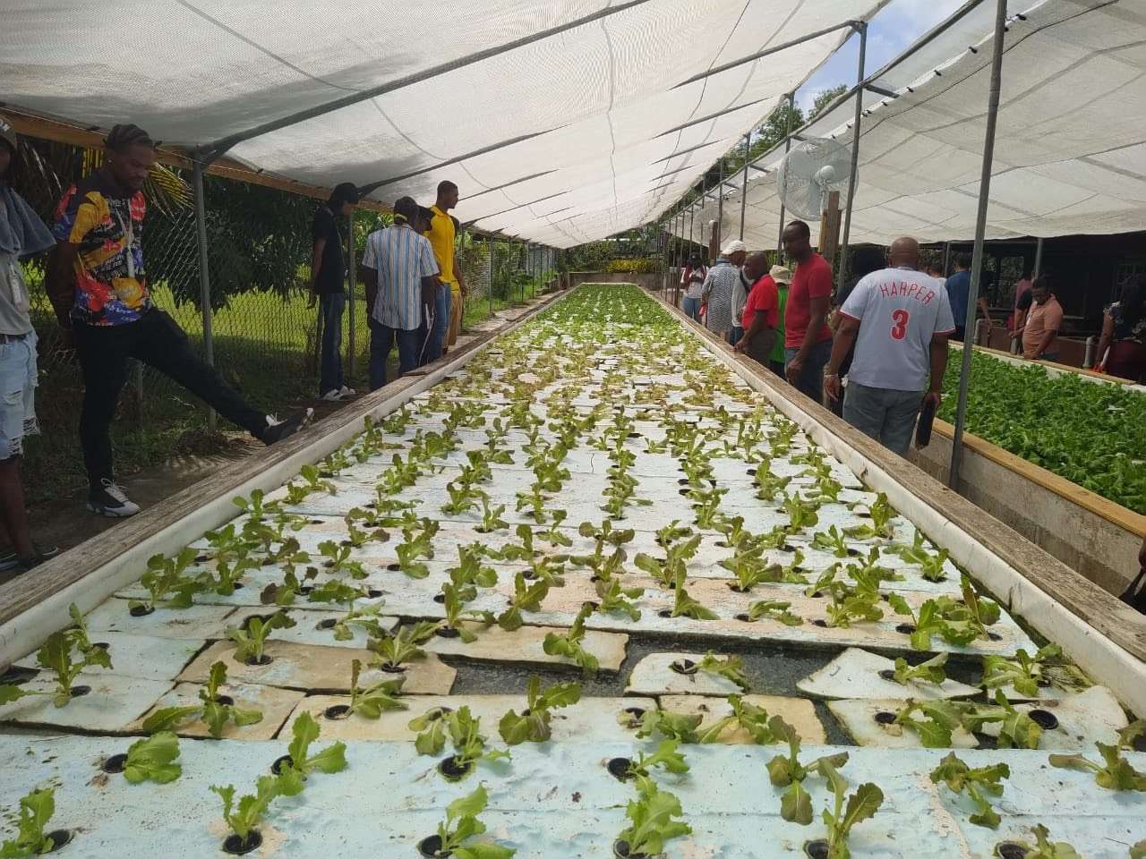 Training Course Participants Get Hands-On Aquaculture Experience at Indies Green