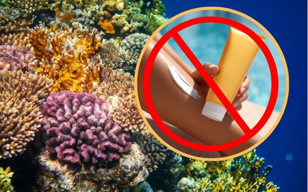 Antigua and Barbuda Moves Toward Ban on Harmful Sunscreen Chemicals to Protect Coral Reefs
