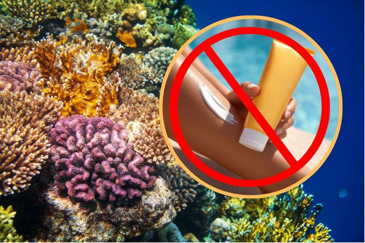 Antigua and Barbuda Moves Toward Ban on Harmful Sunscreen Chemicals to Protect Coral Reefs
