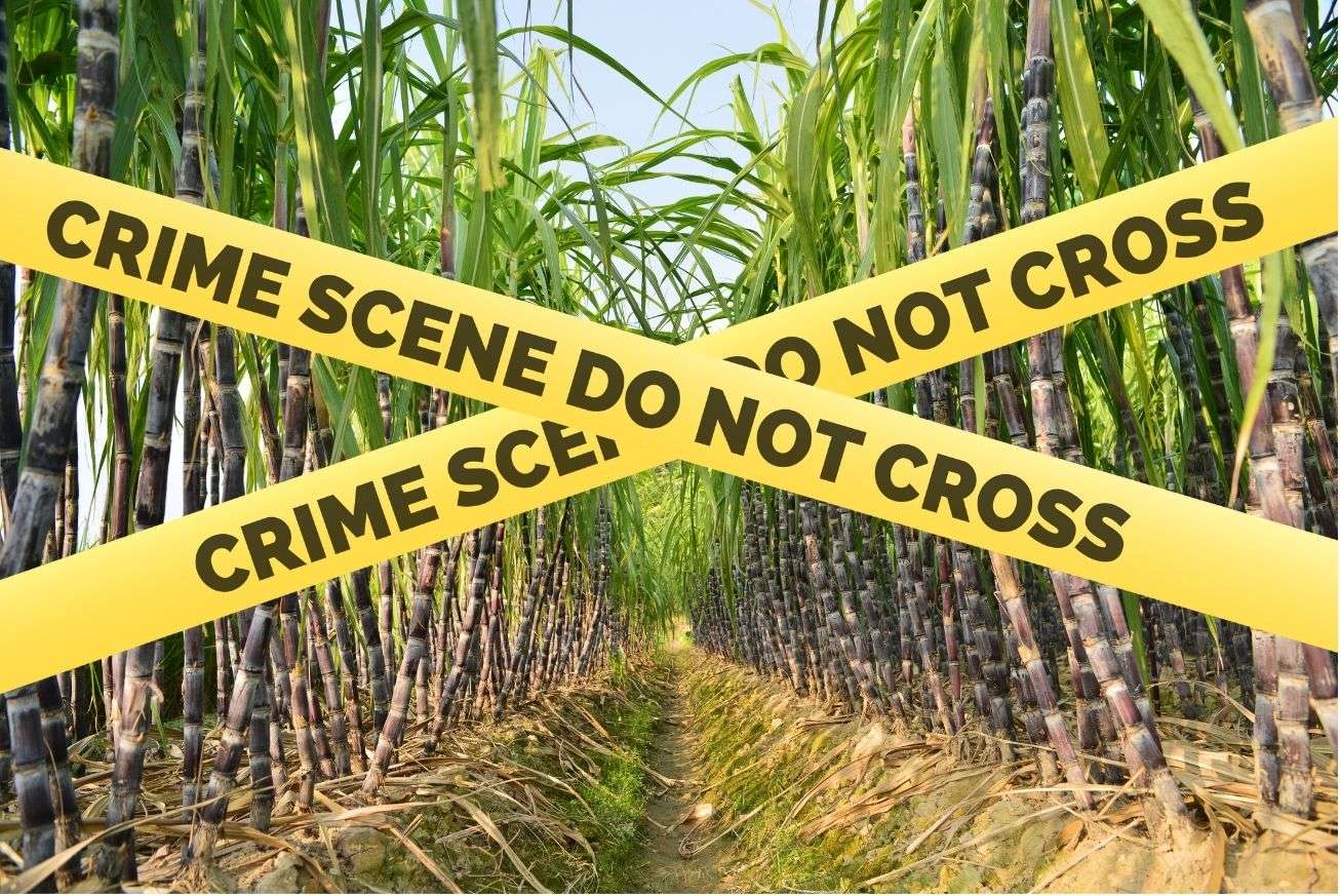 Praedial Larceny Continues to Plague Farmers in All Saints 