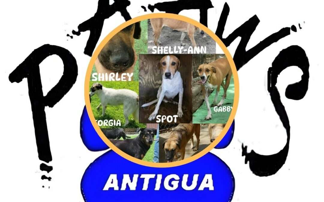 PAAWS Battles To Home Final Eight Dogs