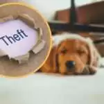 Puppy Missing After Alleged Theft in St. Johnston’s Village