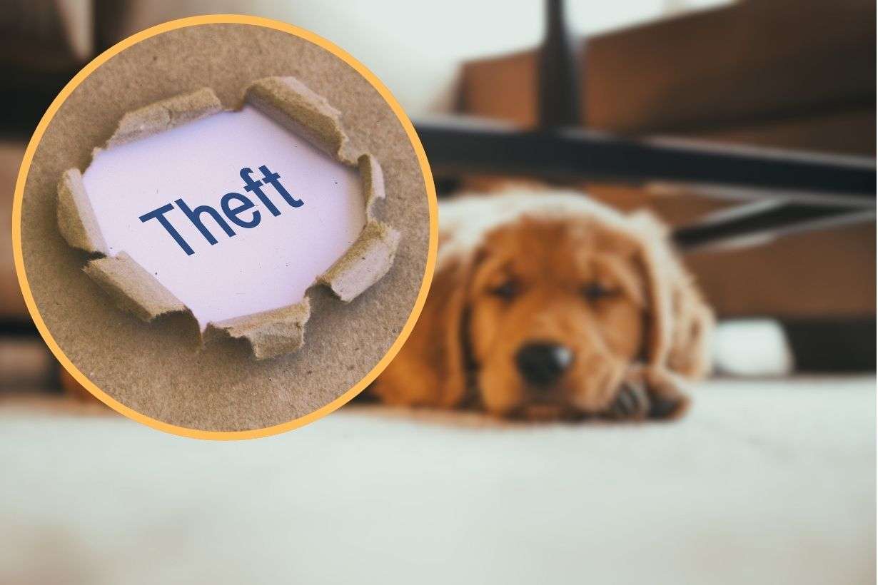 Puppy Missing After Alleged Theft in St. Johnston’s Village