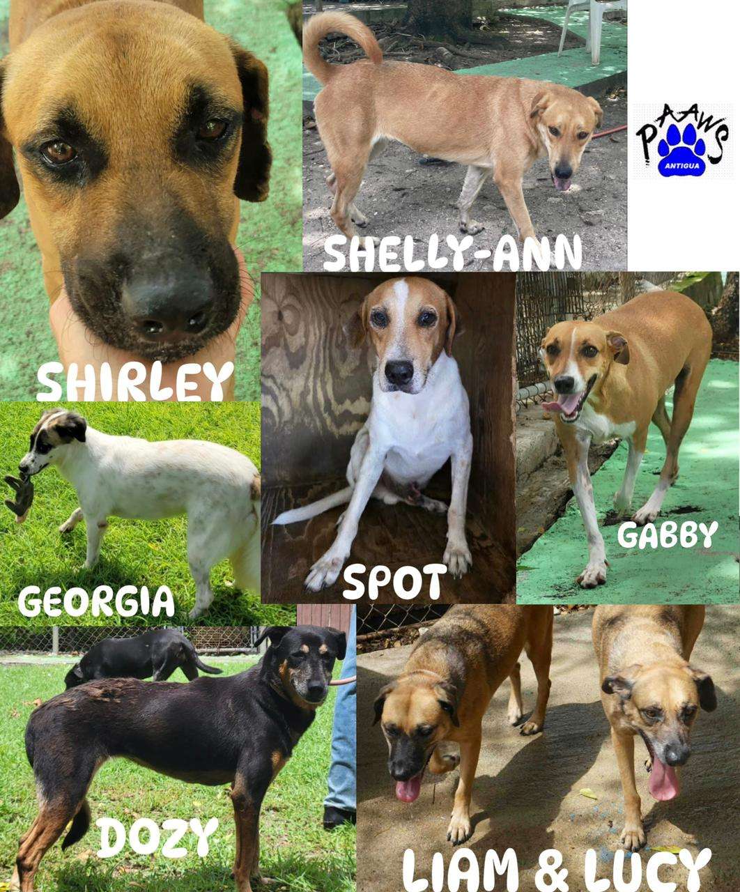 PAAWS Battles To Home Final Eight Dogs 