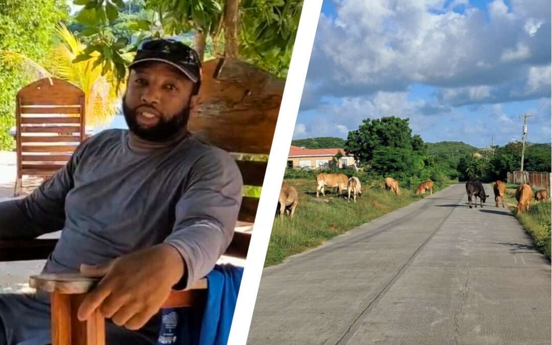 LETTER | Another Life Lost: When Will We Act on Animals in the Road?