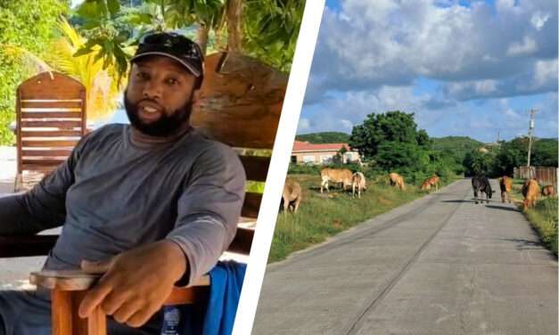 LETTER | Another Life Lost: When Will We Act on Animals in the Road?