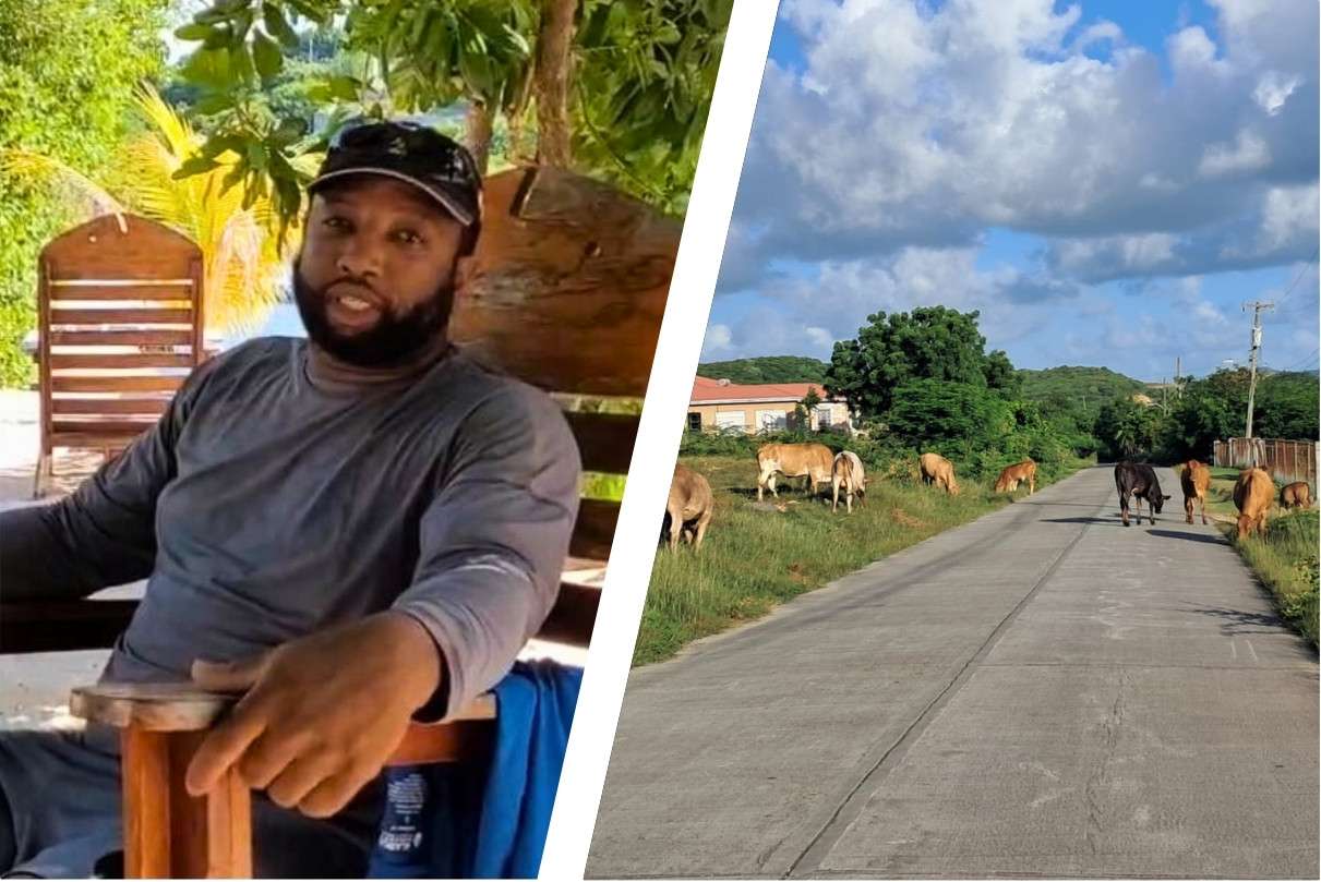 LETTER | Another Life Lost: When Will We Act on Animals in the Road?