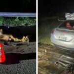 Man Dies After Collision on Friar’s Hill Road