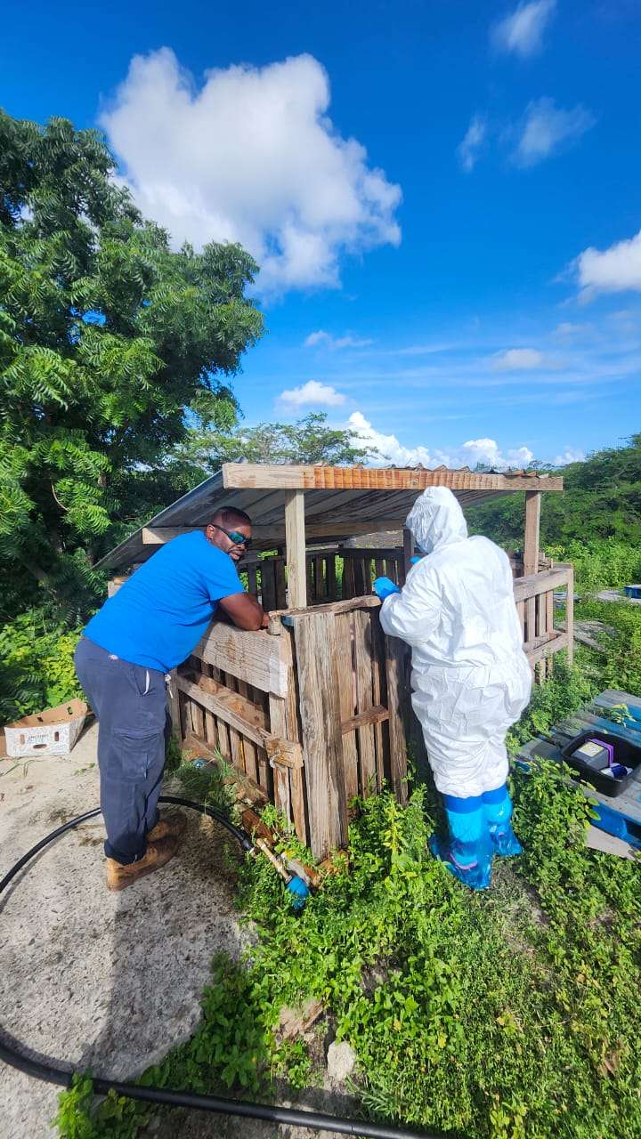 Veterinary Team Extends African Swine Fever Surveillance to Barbuda
