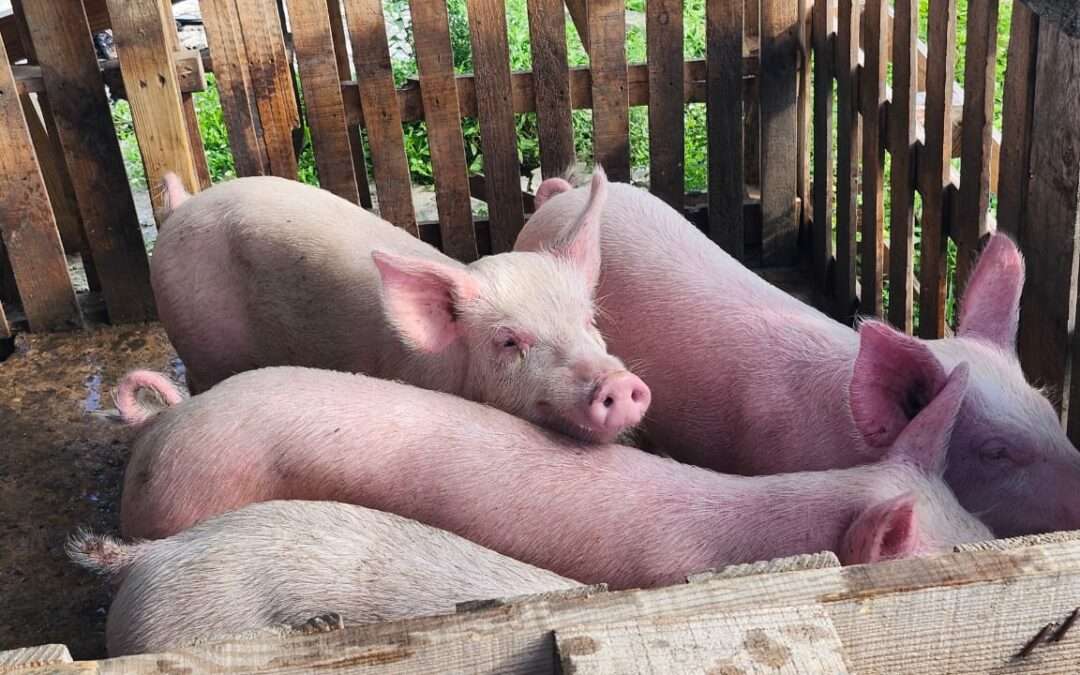 Veterinary Team Extends African Swine Fever Surveillance to Barbuda