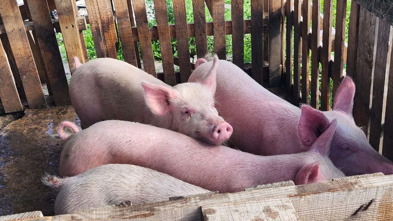 Veterinary Team Extends African Swine Fever Surveillance to Barbuda 