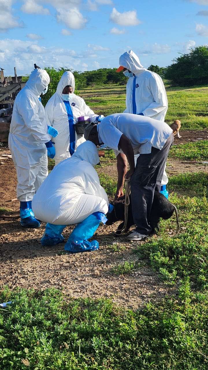 Veterinary Team Extends African Swine Fever Surveillance to Barbuda
