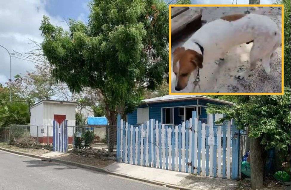 Paaws Shelter Empties for the First Time in 30 Years as Final Dogs Are Placed in Foster Homes