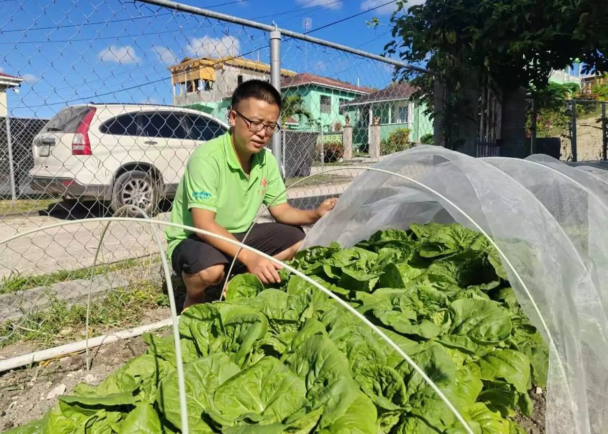 Pesticide-Free Farming Gets a Boost as Insect-Proof Nets Deliver Strong Results in Antigua and Barbuda