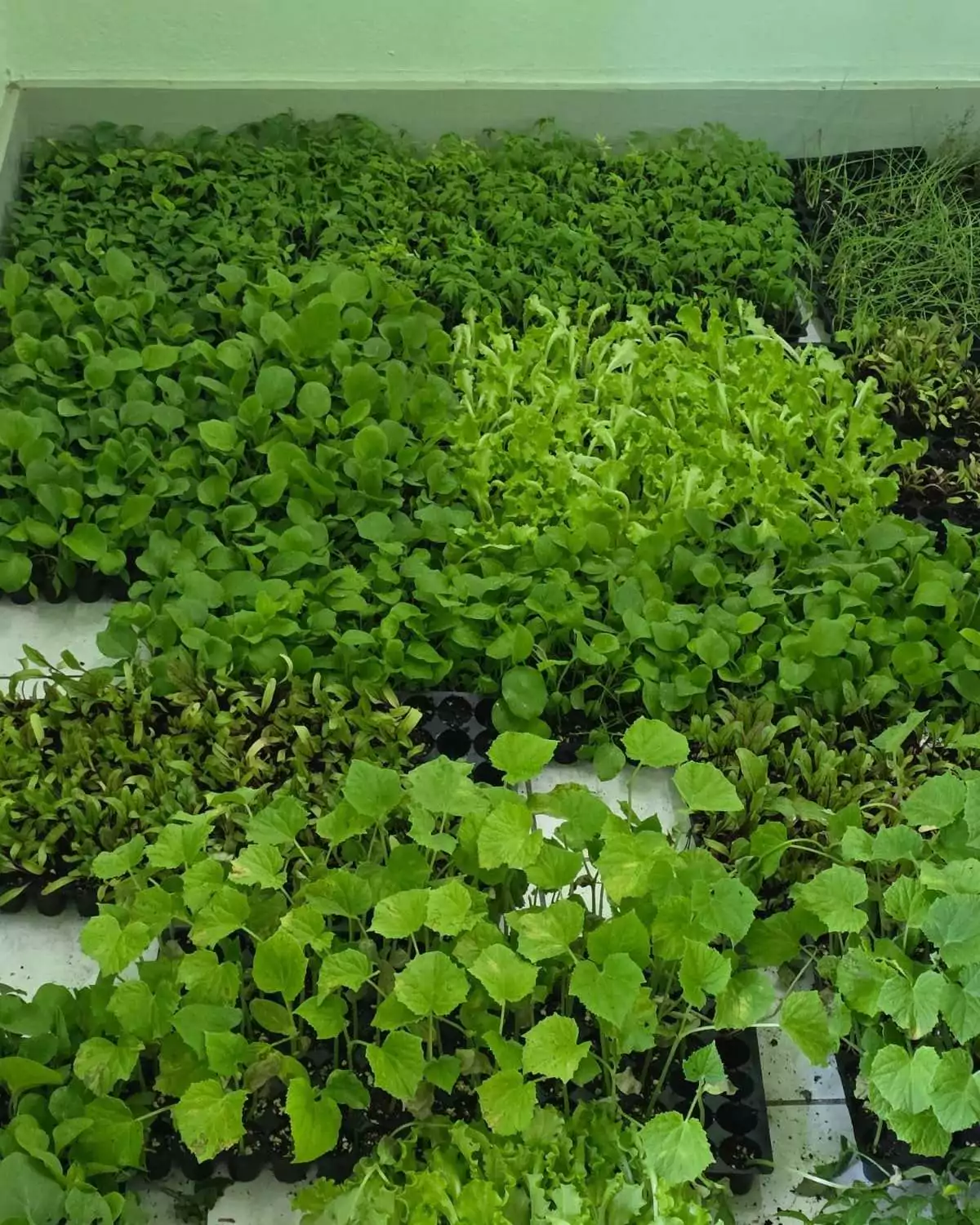 Ministry of Agriculture Launches 20,000-Seedling Distribution Under Plant 2 Plate Initiative