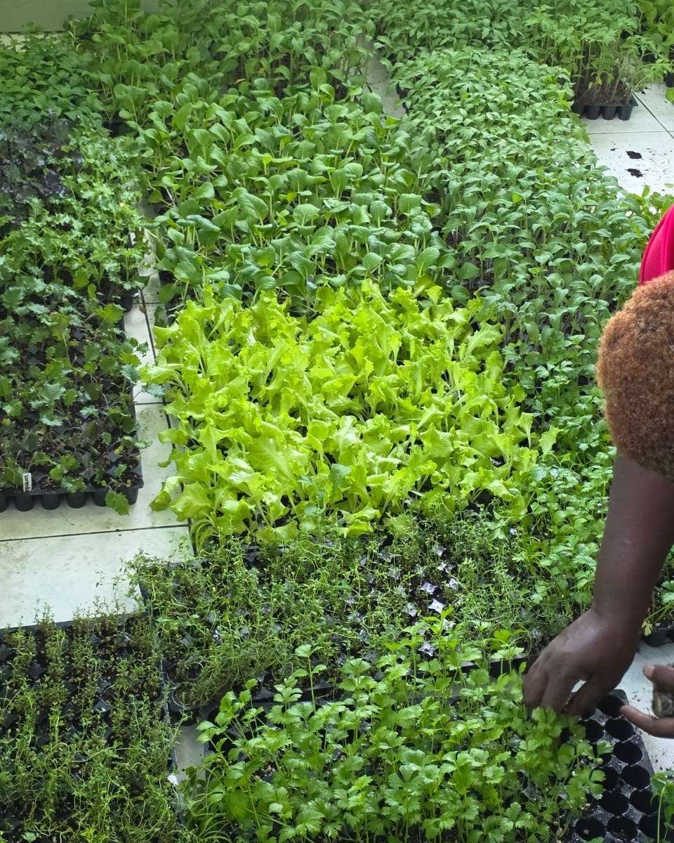 Ministry of Agriculture Launches 20,000-Seedling Distribution Under Plant 2 Plate Initiative