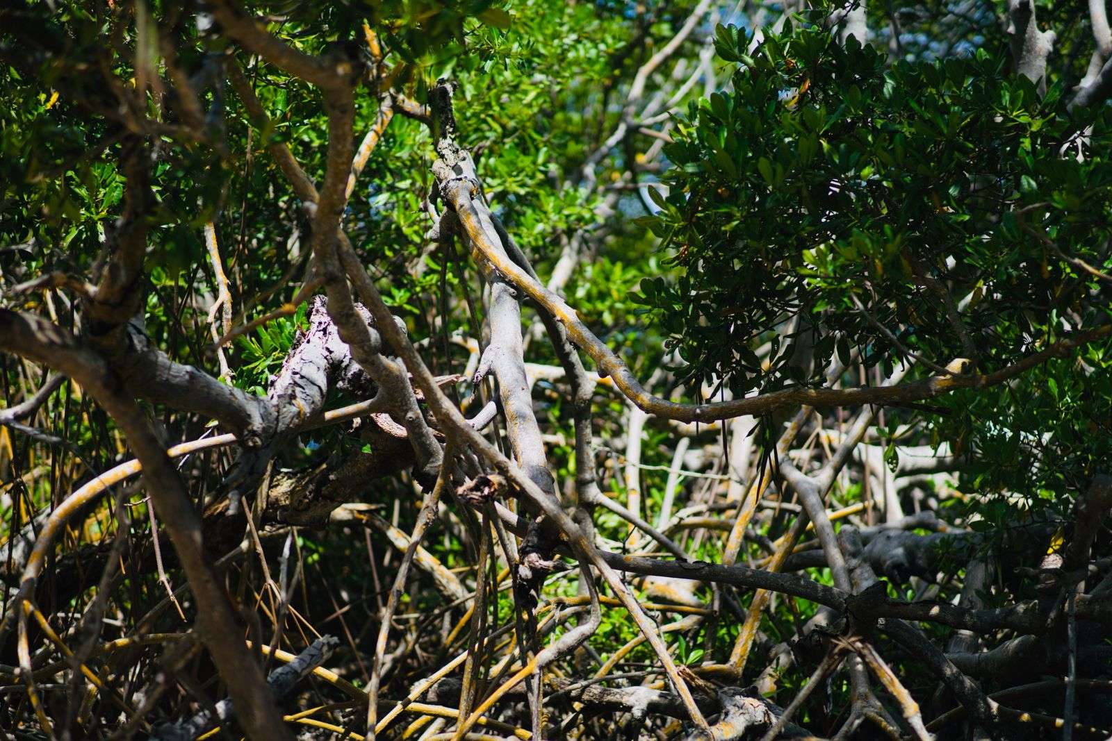 IHO Nature Rangers Hold Community Consultations to Boost Conservation Efforts in NEMMA