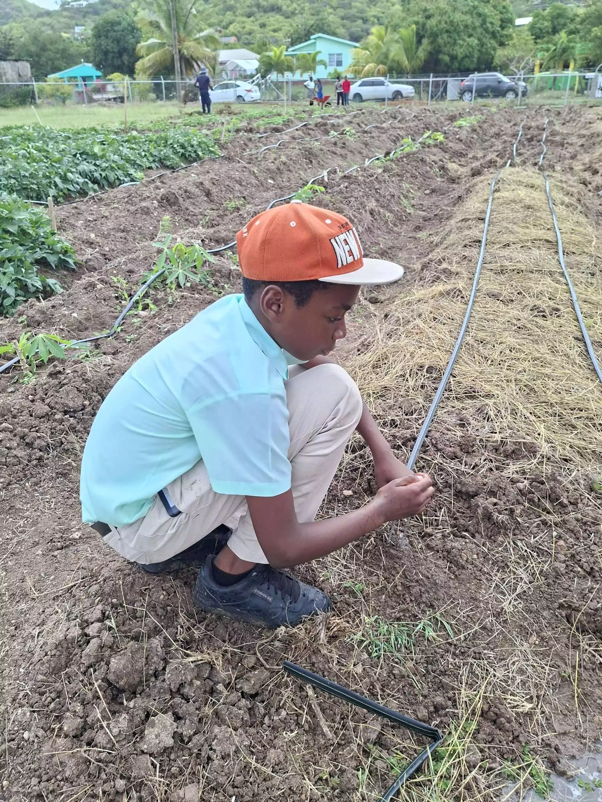 Drip Irrigation System Strengthens Agricultural Learning at Cobbs Cross Primary
