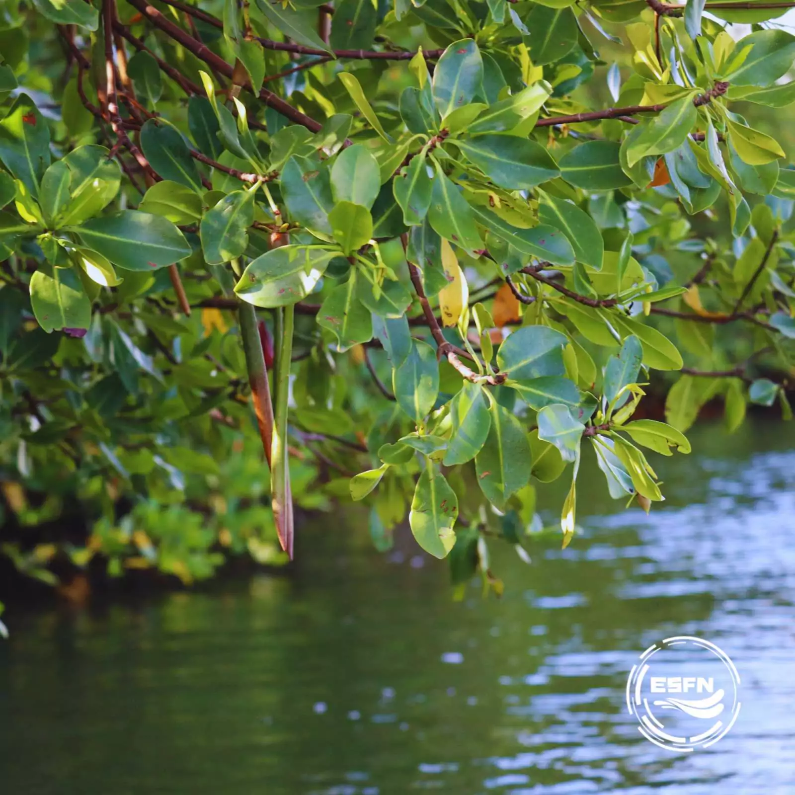 Residents of Parham, Seatons and Glanvilles Invited to Help Shape Conservation Efforts in NEMMA 