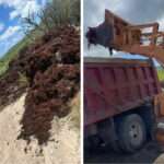 Seaweed Cleared from Mangroves as Jumby Bay Responds to Public Outcry